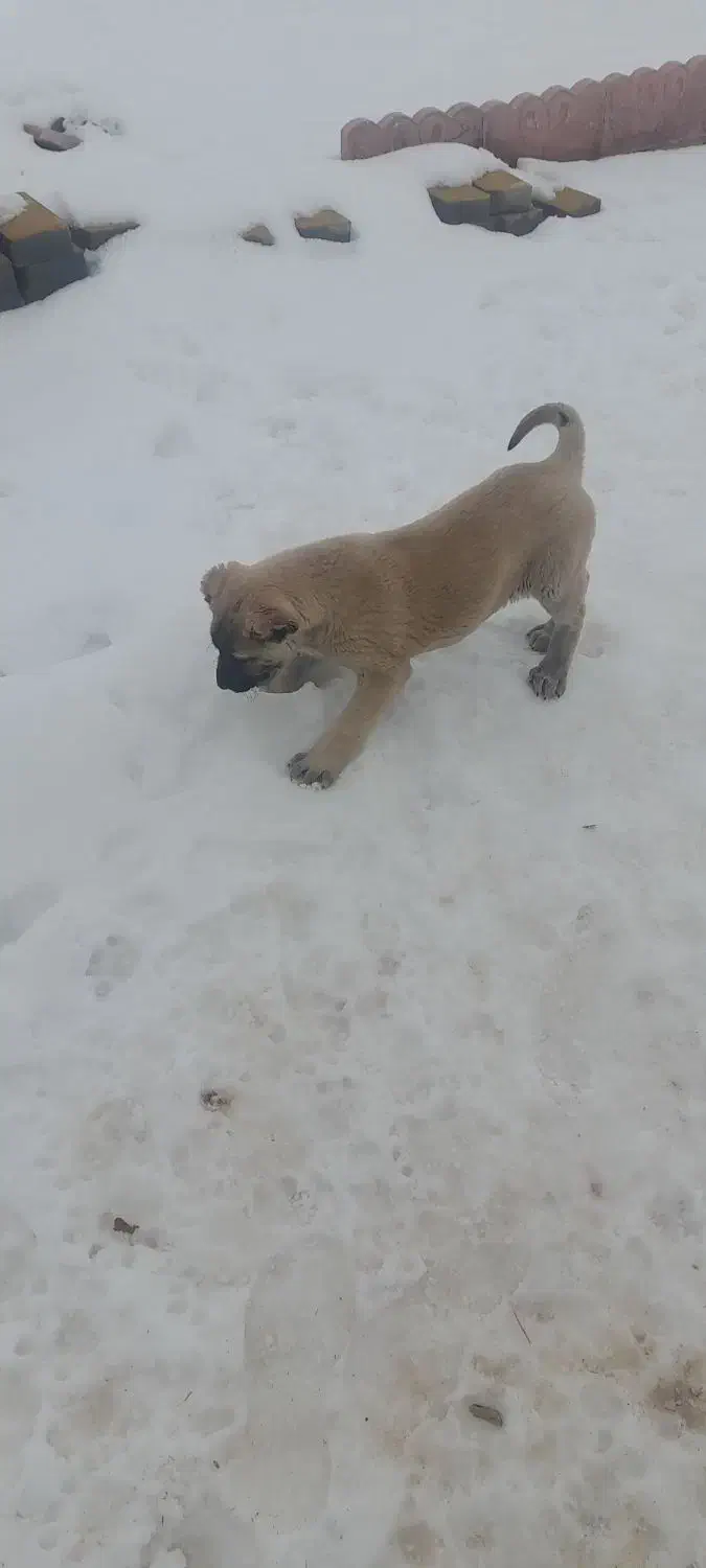 توله سگ کانگال|سگ|تبریز, |دیوار