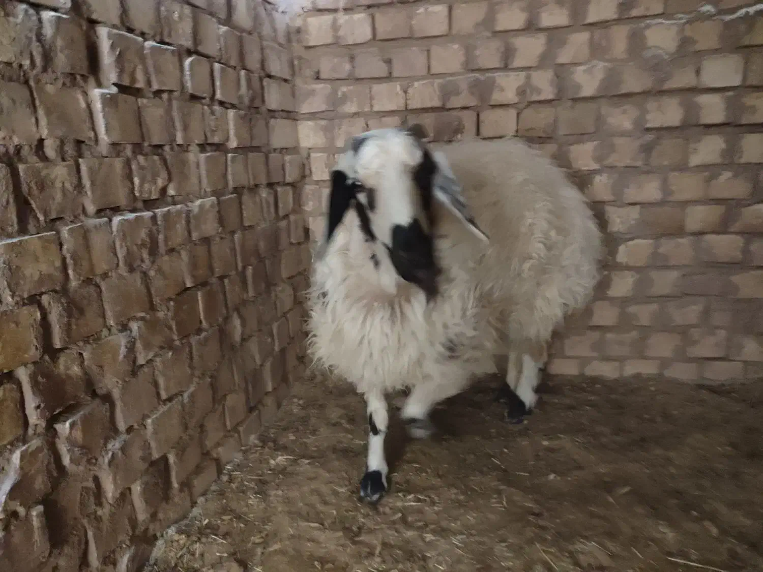 بره ماده خونگی|حیوانات مزرعه|رفسنجان, |دیوار