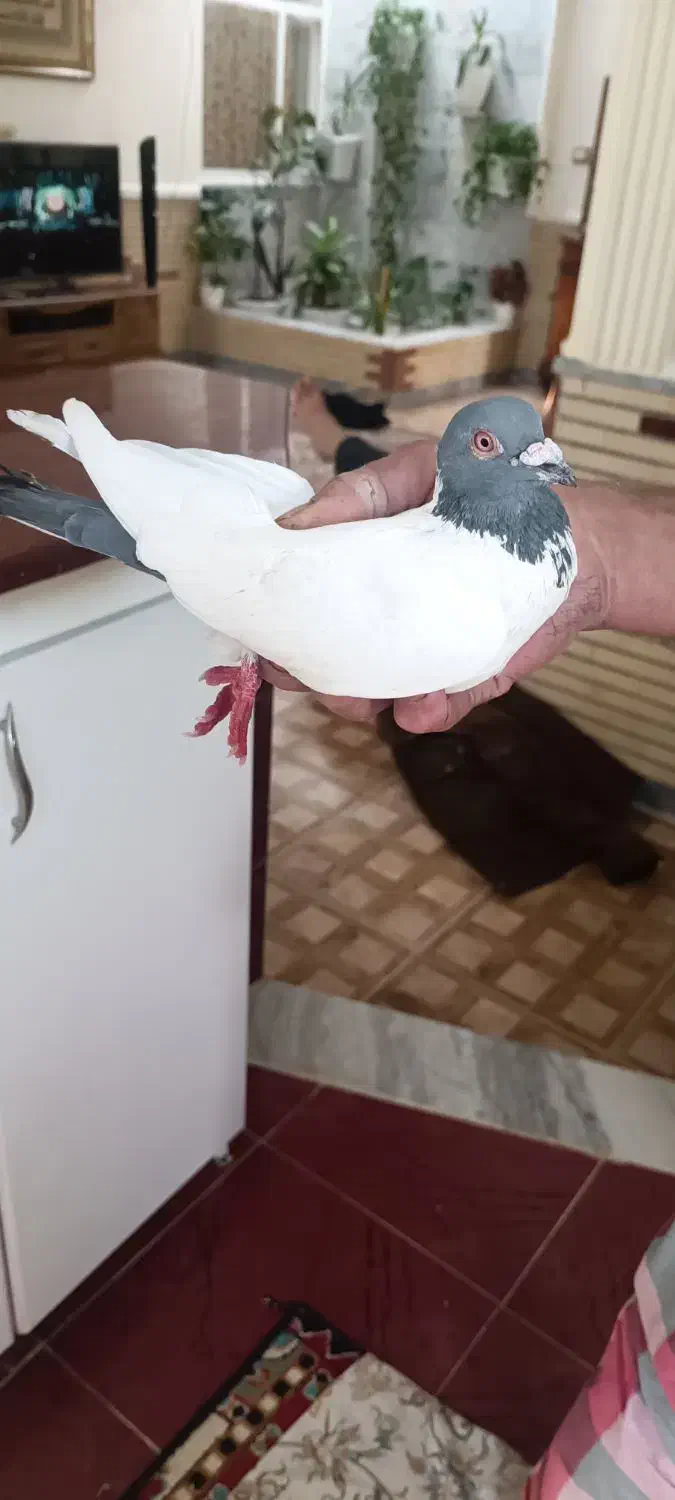 کبوتر دم افغانی|پرنده|کرمانشاه, |دیوار