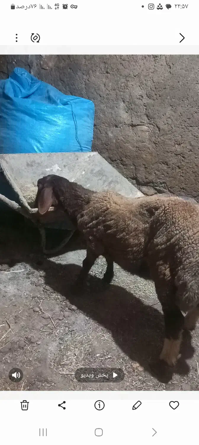 بره ریز قلم|حیوانات مزرعه|خوانسار, |دیوار