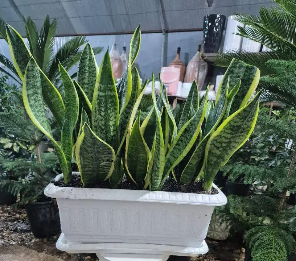 عرض ادب واحترام خدمات نظافت|خدمات نظافت|جهرم, |دیوار