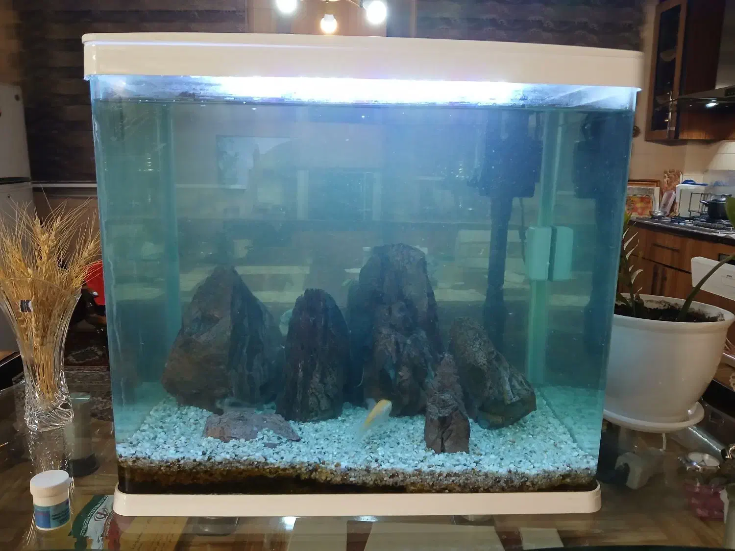 آکواریوم|ماهی|تهران, مینای جنوبی|دیوار