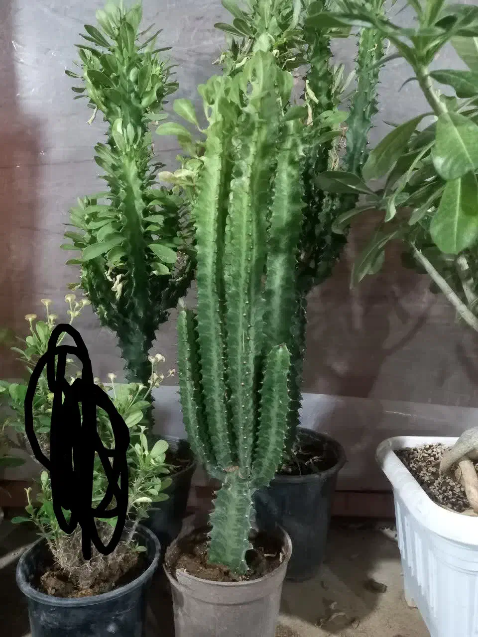 گل آپارتمانی یا گل خانه افروربیا|گل و گیاه طبیعی|زنجان, |دیوار