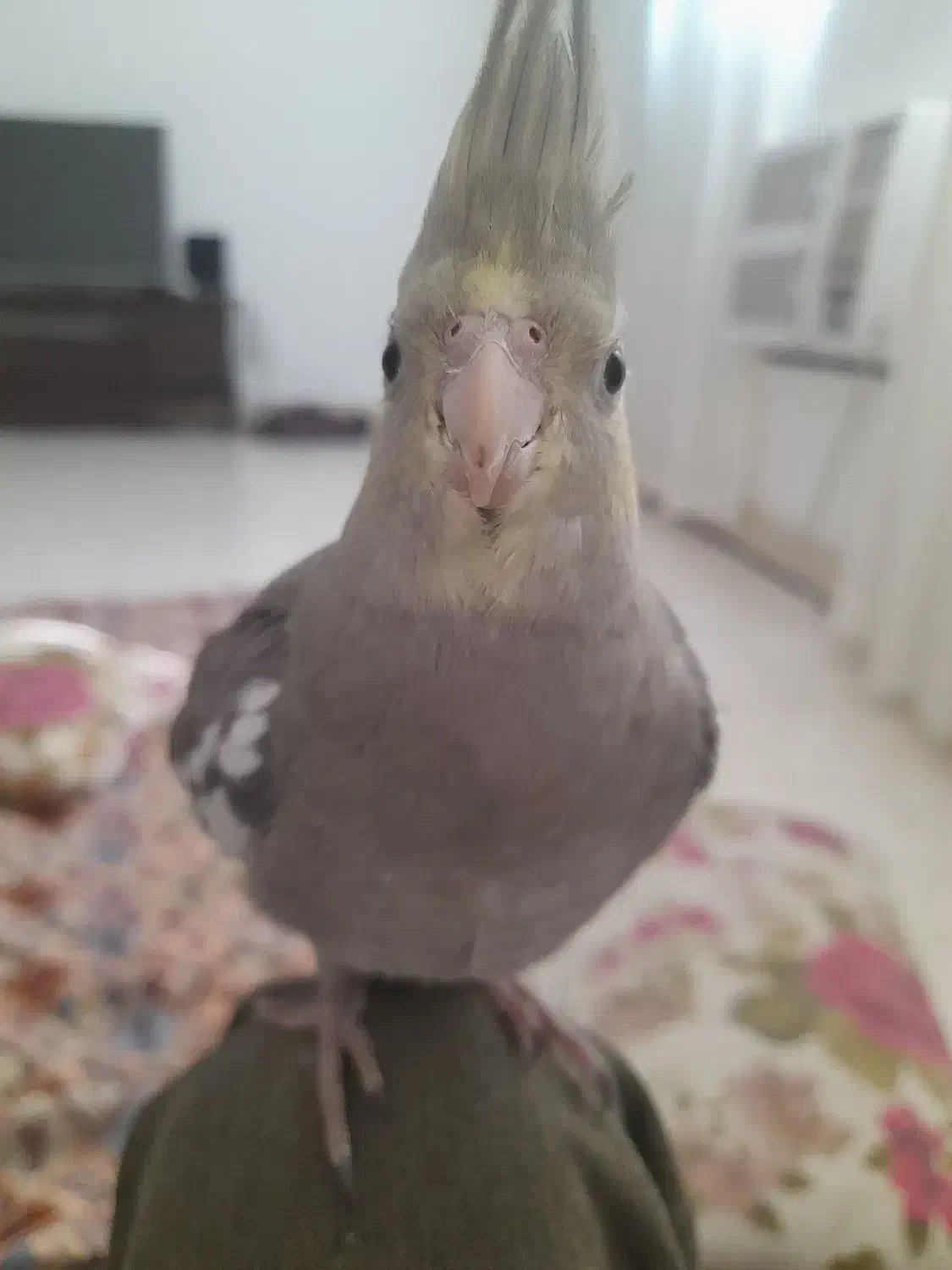 عروس هلندی|پرنده|بندرعباس, |دیوار