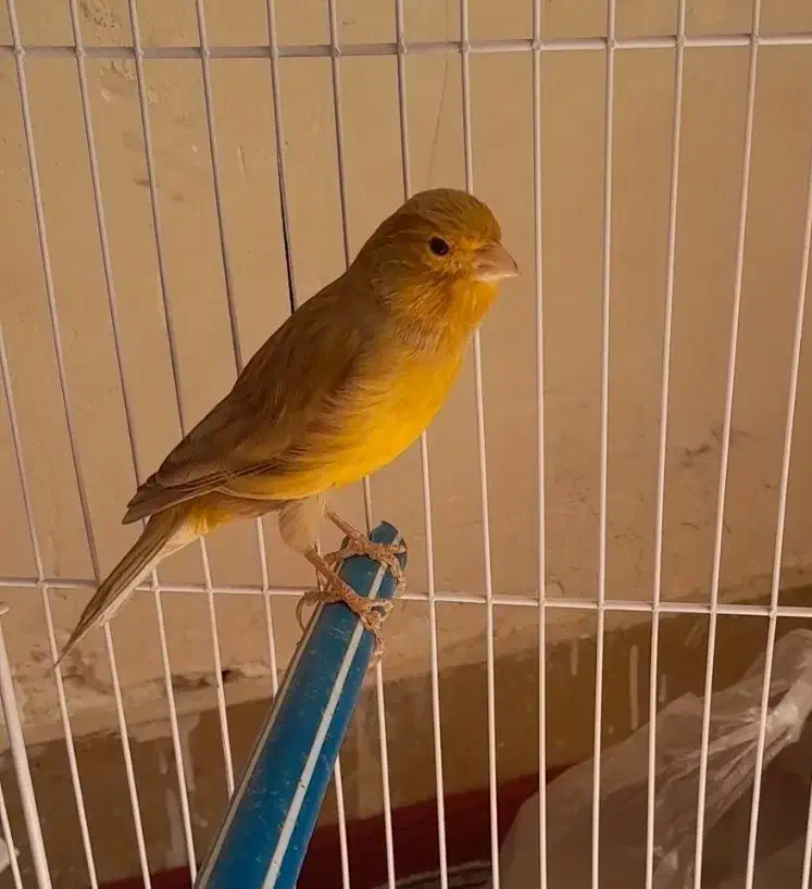 قناری نرآواز خوان ویک سهره خاکی|پرنده|مرودشت, رامجرد یک|دیوار