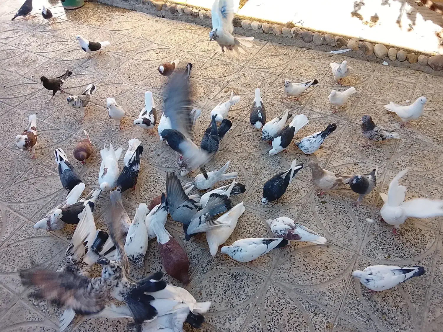 (تعدادی کبوتر،فروش فوری)|پرنده|معصومیه, |دیوار