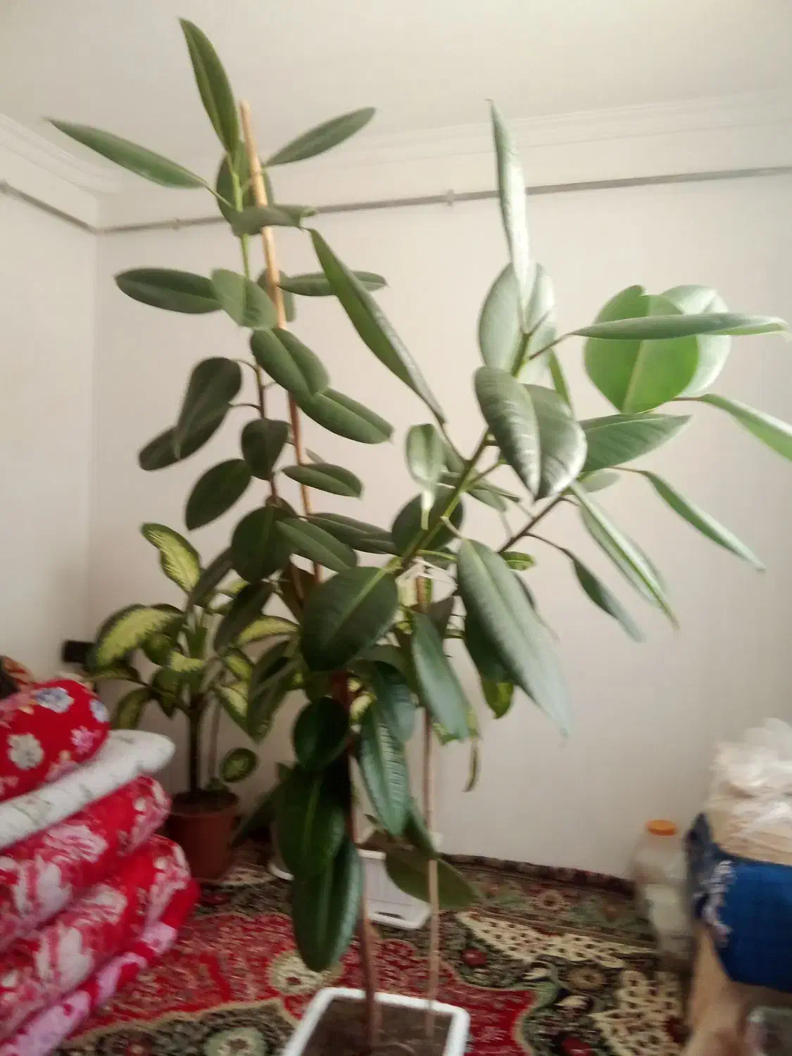 گل زیبا|گل و گیاه طبیعی|اهر, |دیوار