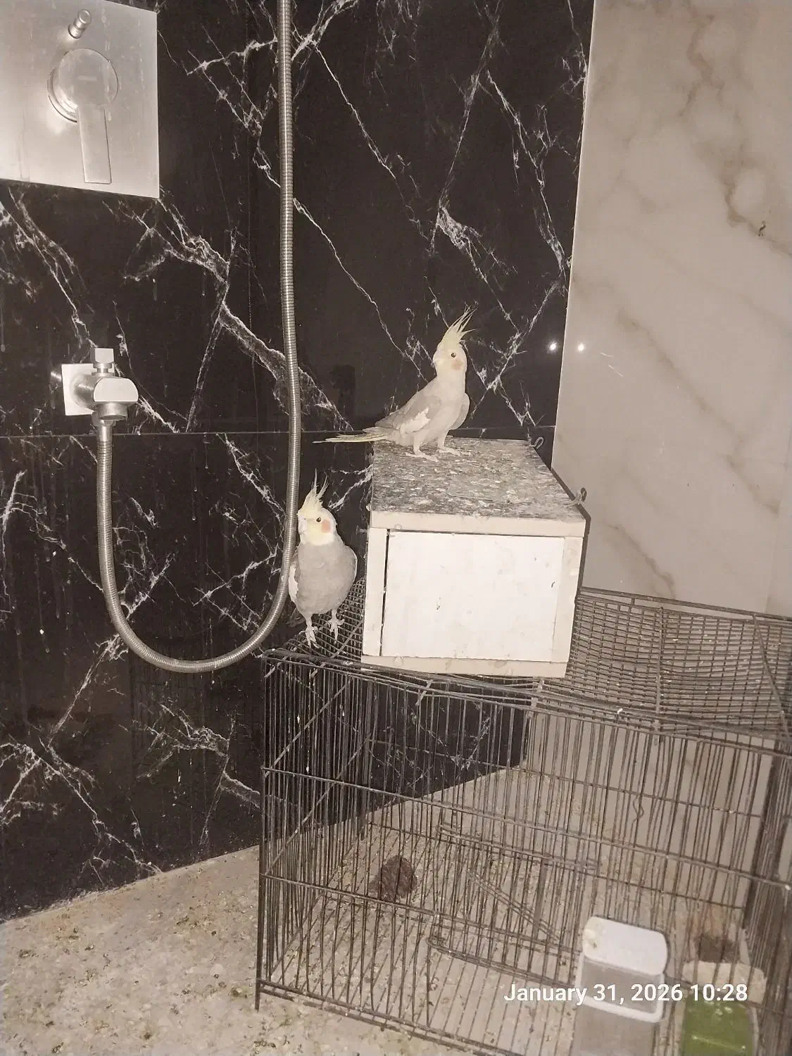 عروس هلندی|پرنده|اردکان, |دیوار