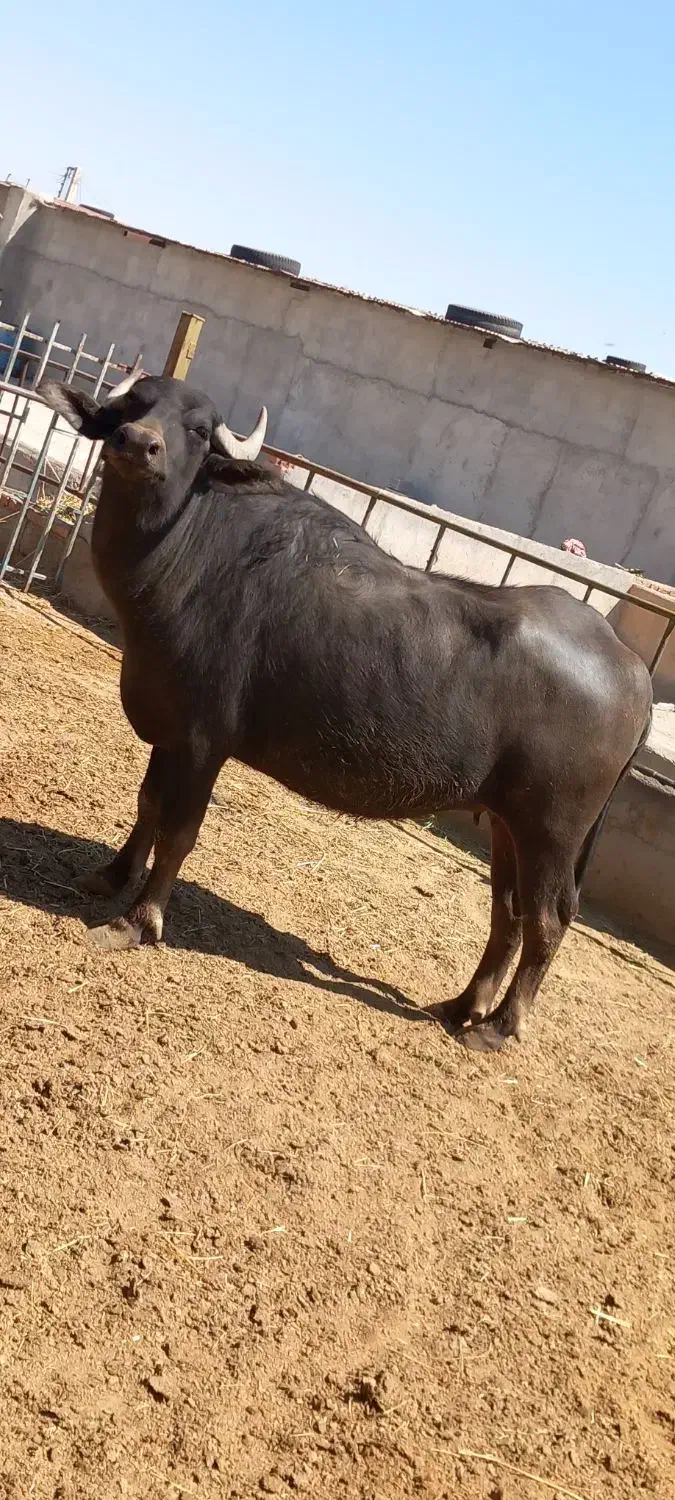 خرید و فروش گاو و گوساله|حیوانات مزرعه|تبریز, |دیوار