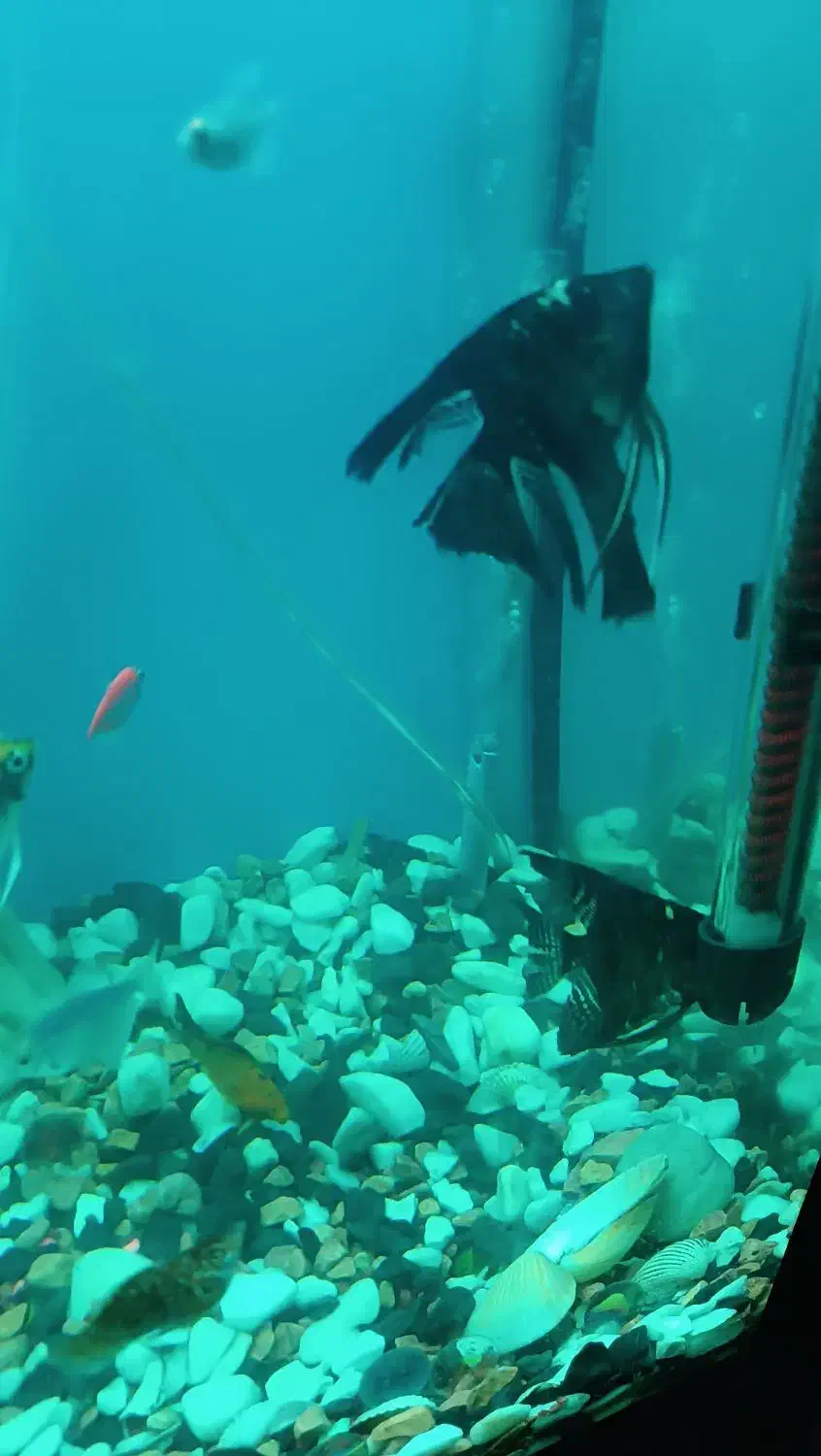 ماهی انجل|ماهی|قم, صدوق|دیوار