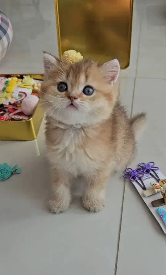 بچه گربه های دلربا مجموعه اصلی|گربه|بندرعباس, |دیوار