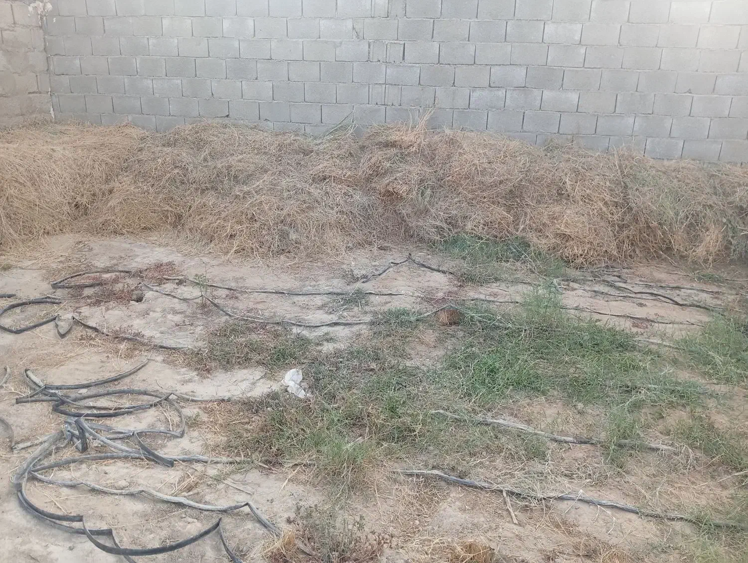 فروش یونجه|لوازم جانبی حیوانات|بوشهر, |دیوار