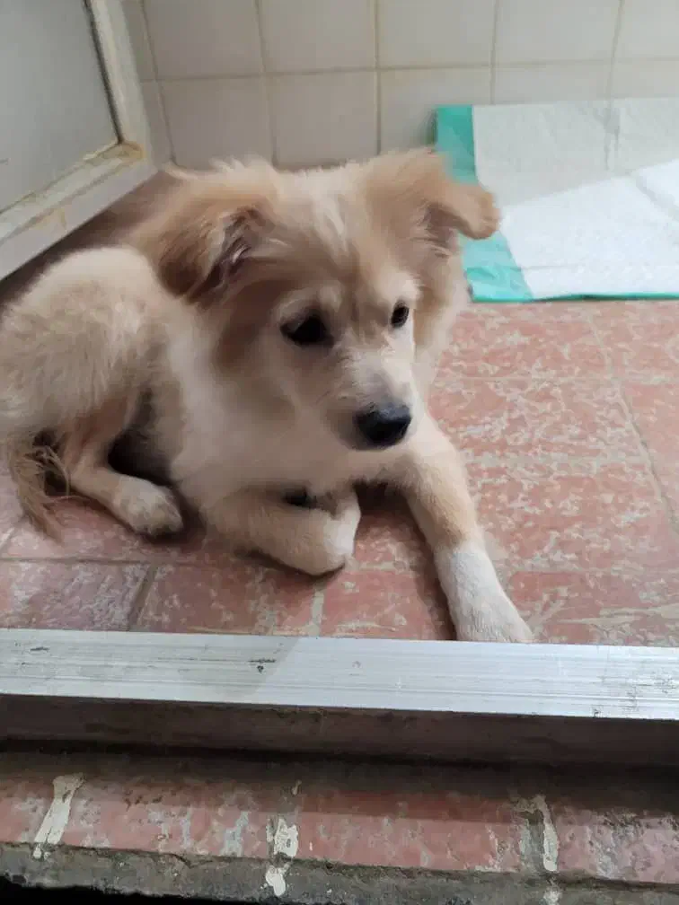 اشپیتز 3تا4ماهه نروماده|سگ|بهبهان, |دیوار