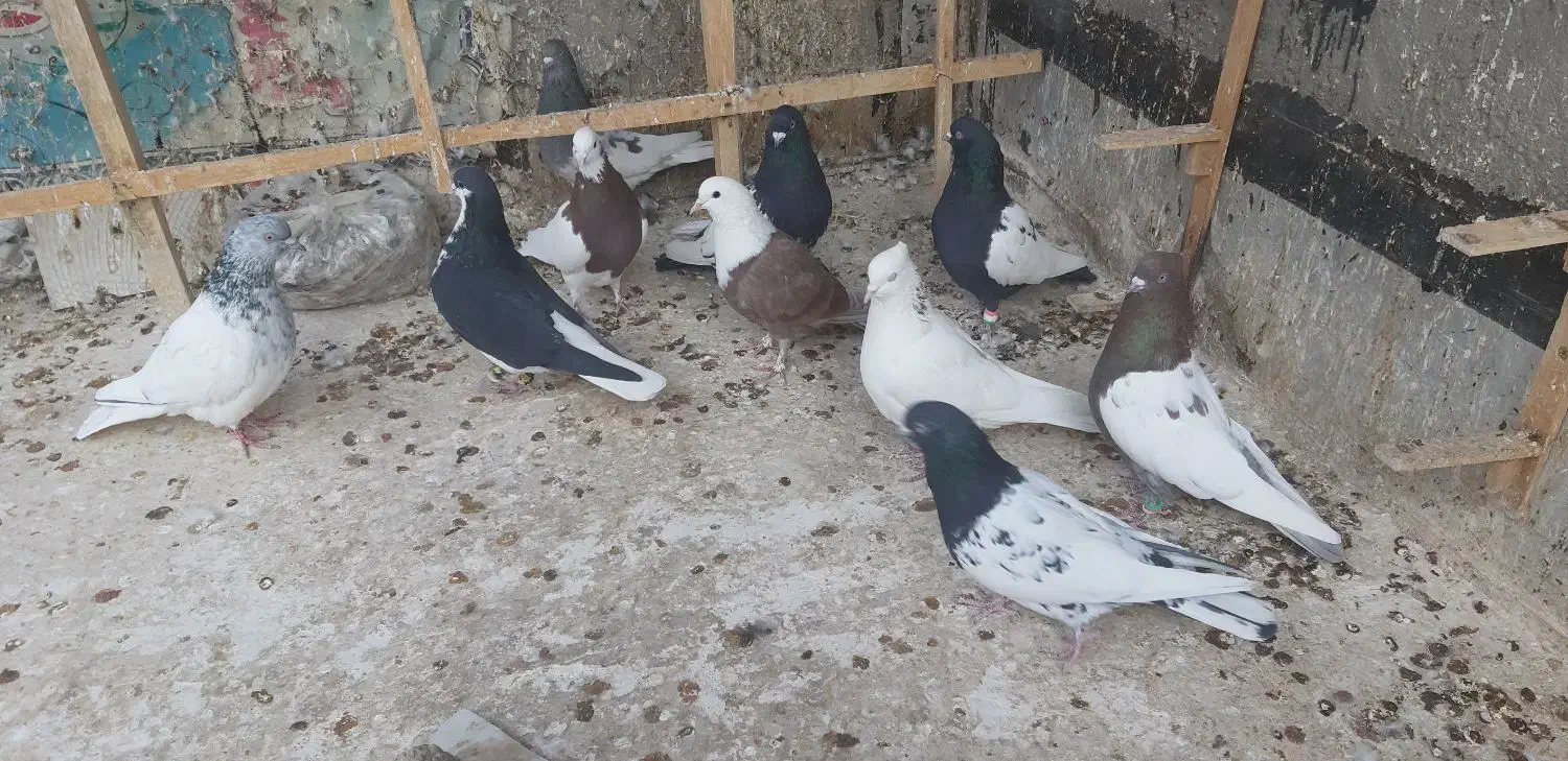 تعدادی کبوتر نرو ماده|پرنده|شیروان (خراسان), |دیوار