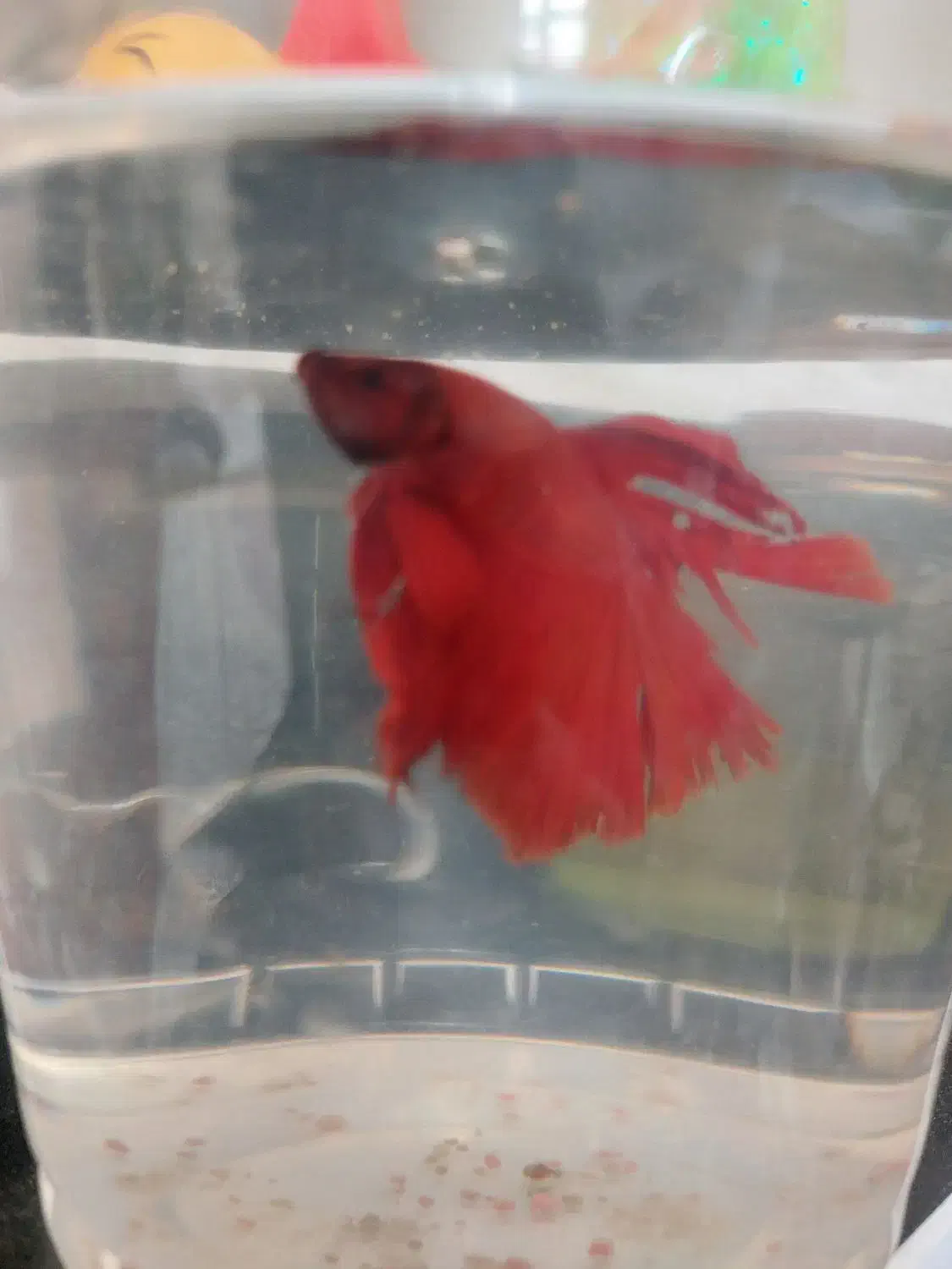 ماهی فایتر|ماهی|آق قلا, |دیوار