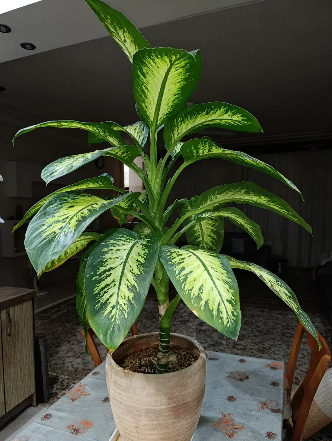 گل دیفن|گل و گیاه طبیعی|یزد, |دیوار