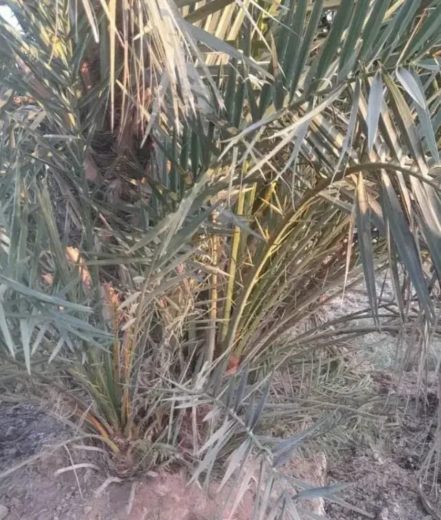 یزد|موبایل|یزد, |دیوار