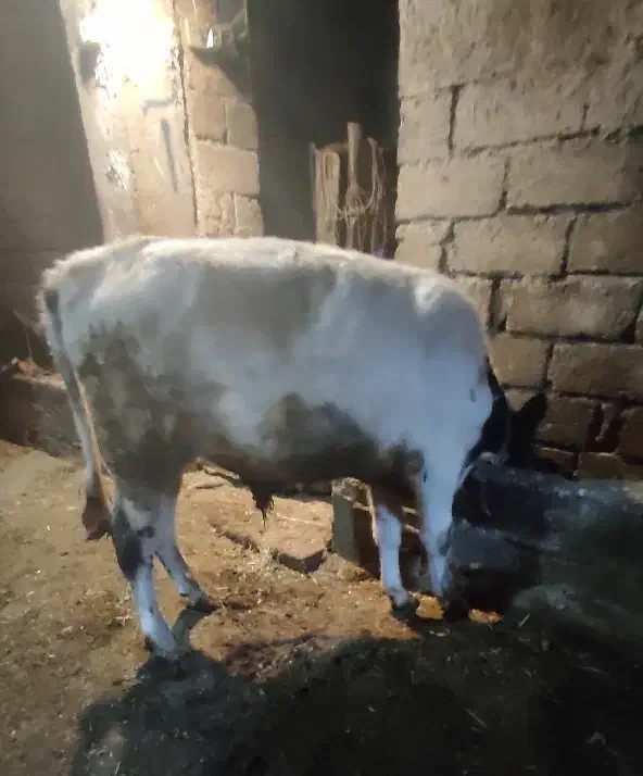 سهتاگاو نر|حیوانات مزرعه|اردبیل, |دیوار