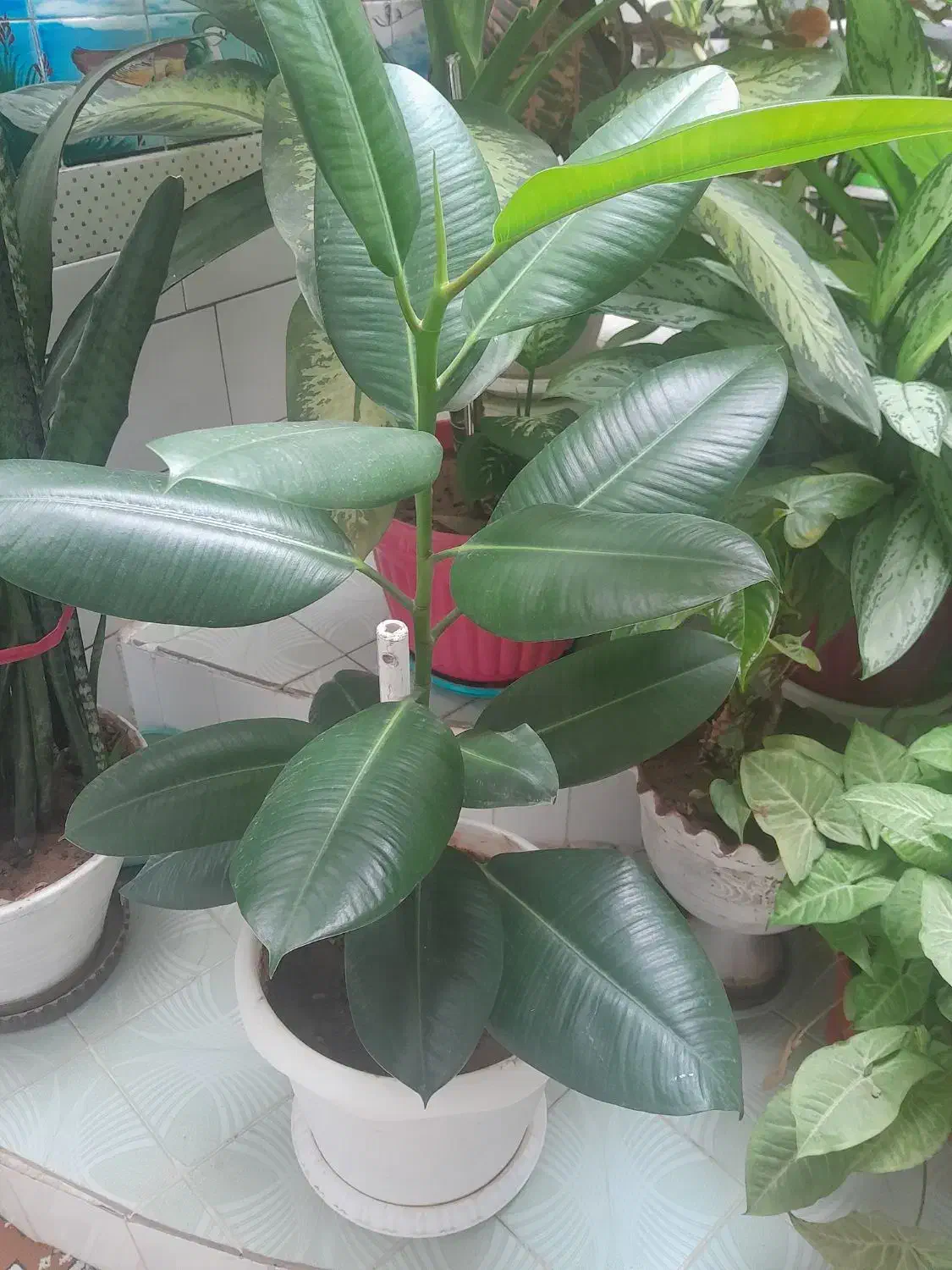 گل طبیعی|گل و گیاه طبیعی|لاران, |دیوار