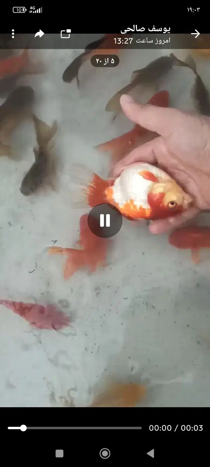 گلدفیش|ماهی|بردسکن, |دیوار