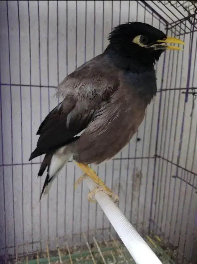 مرغ مینا سخنگو|پرنده|رشت, پیرسرا|دیوار