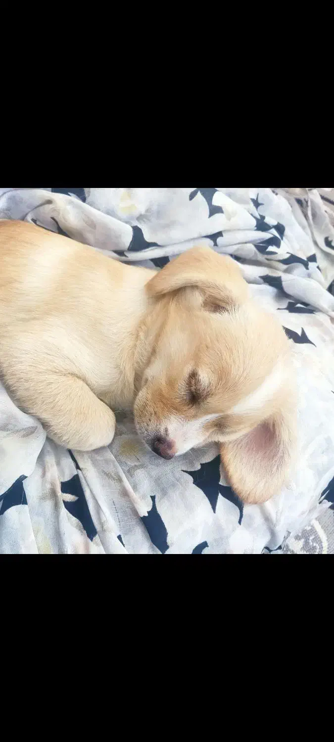 سگ ناناز خوشگل|سگ|ایلام, |دیوار