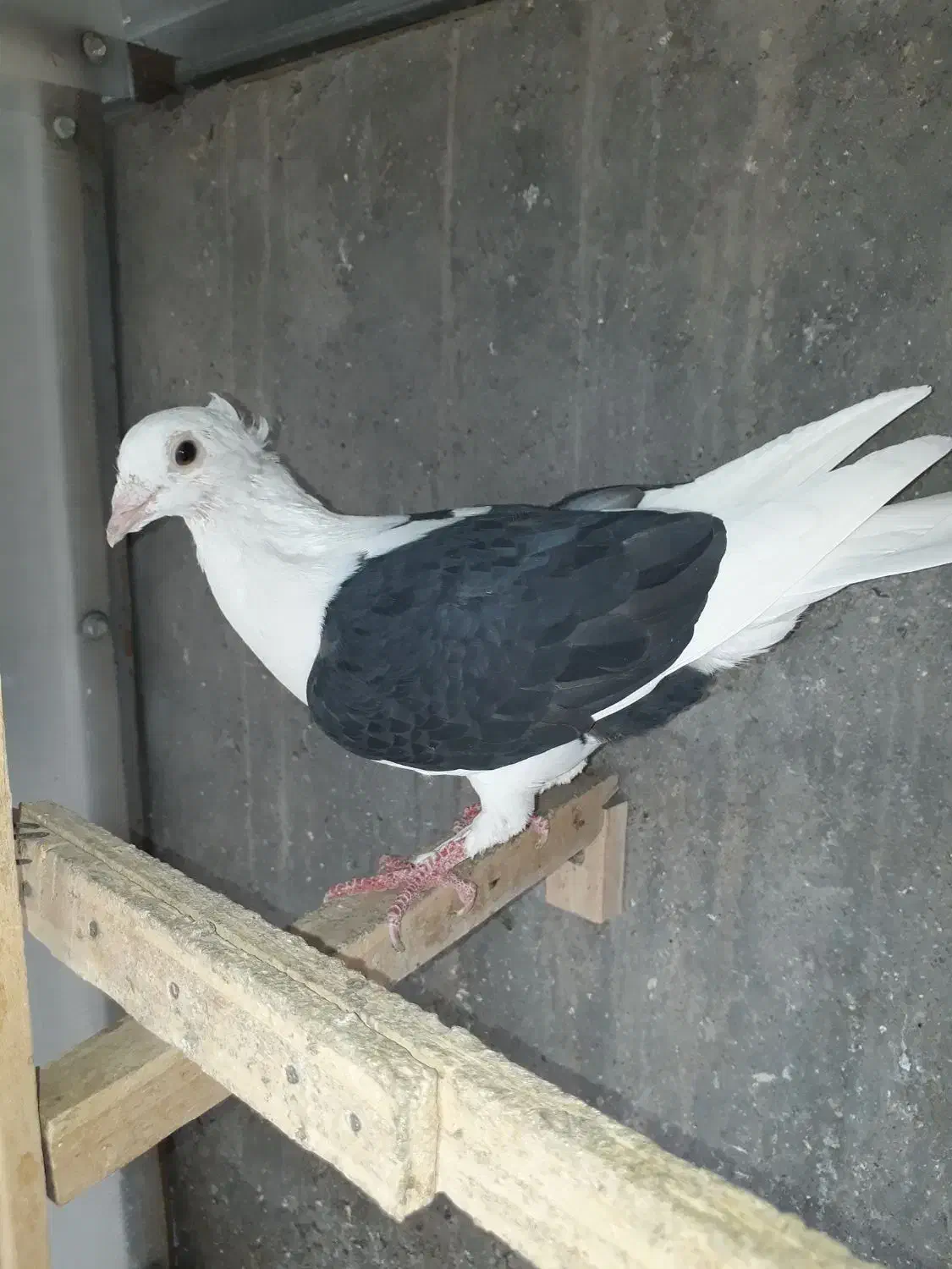 دوکت پلاکی گراف کاکلی/سارسرور/نواری کت سفید/چپ|پرنده|مشهد, نیروی هوایی|دیوار