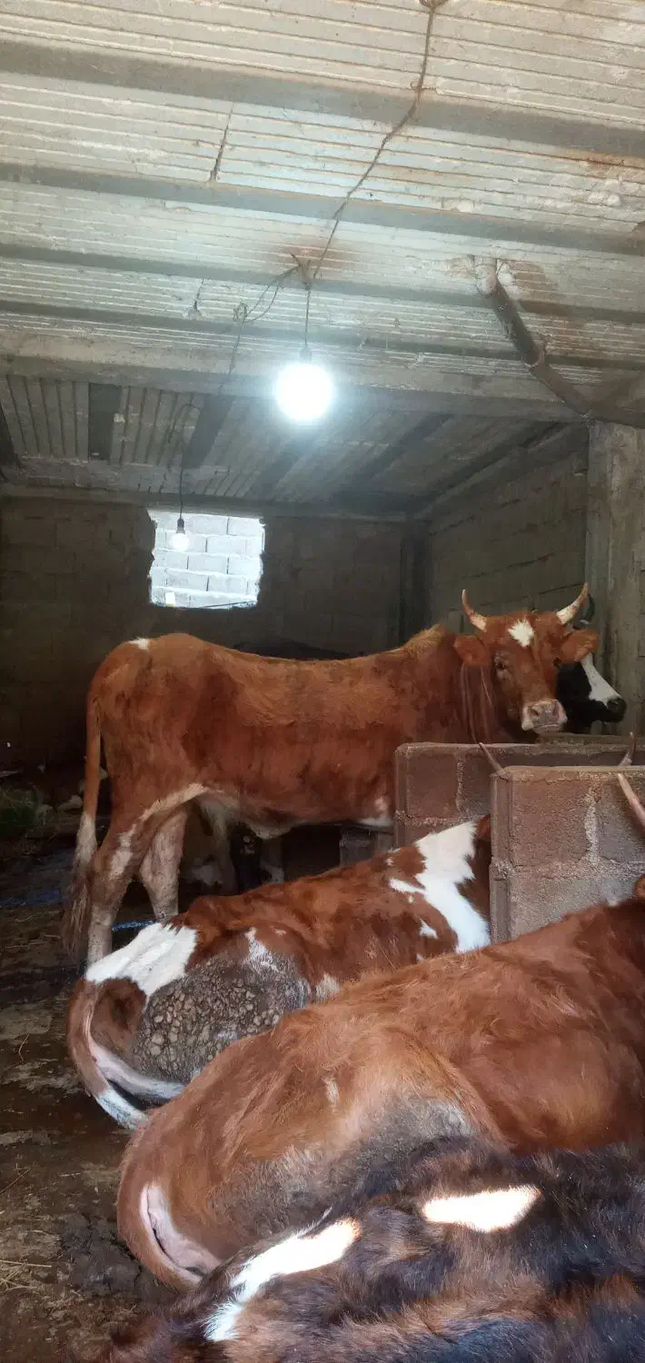 گاو محلی جوان|حیوانات مزرعه|رحیم‌آباد, |دیوار