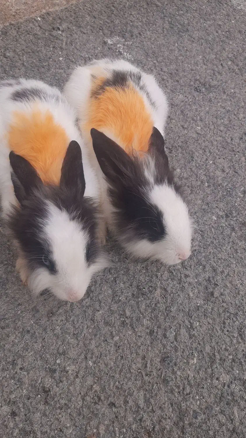 خرگوش لوپ نروماد|موش و خرگوش|کرمانشاه, |دیوار