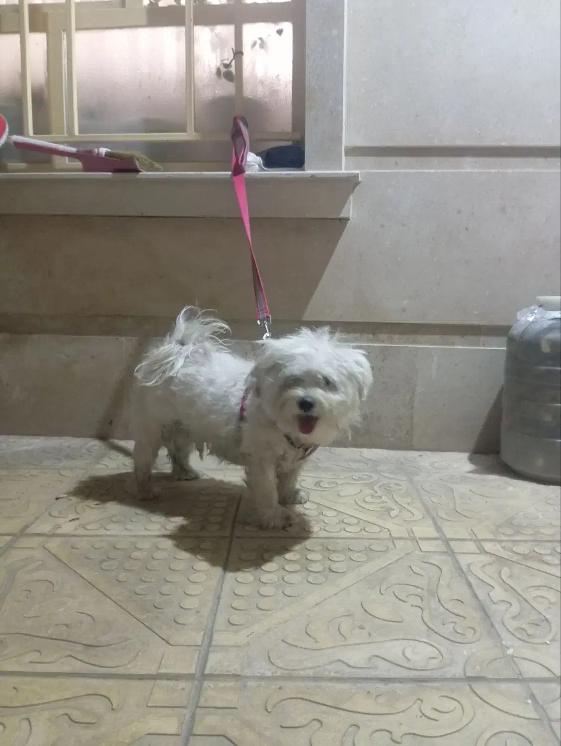 سگ شیتزو|سگ|میاندوآب, |دیوار