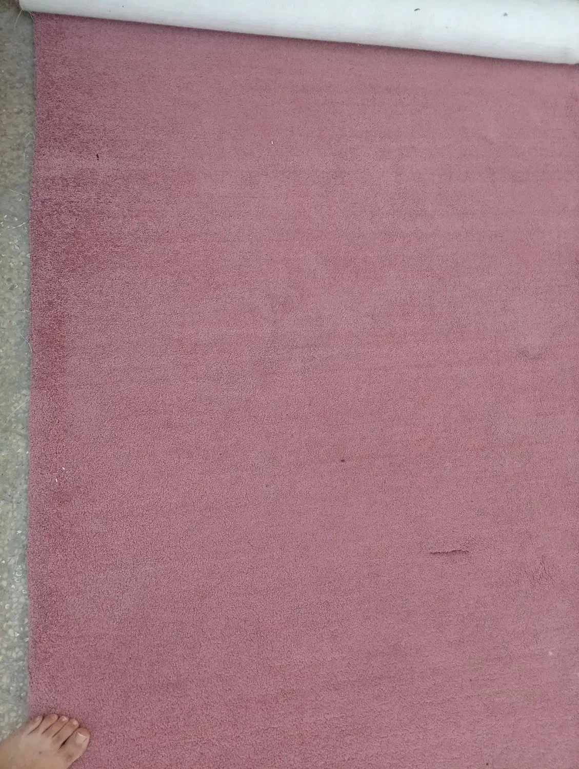 پالاز موکت درحد نو9متری|موکت|شیراز, مسلم|دیوار