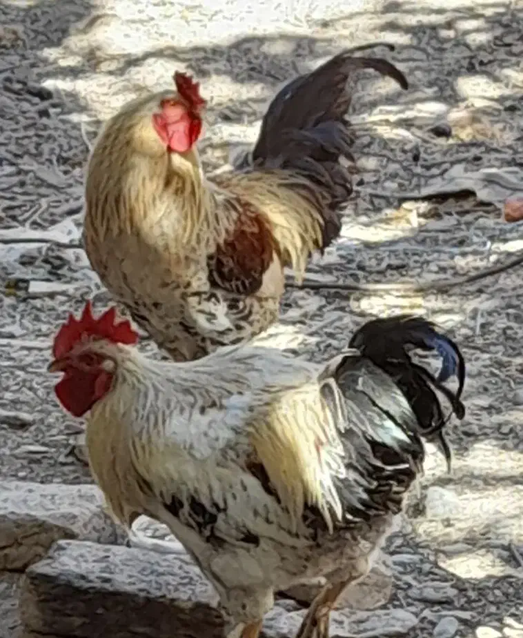 ۲عدد خروس|حیوانات مزرعه|قره چای, |دیوار