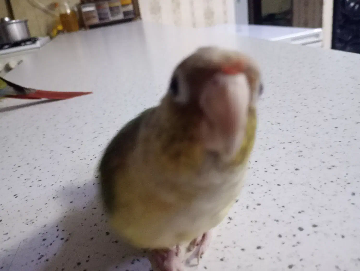 دو عدد طوطی گرینچیک سخنگو|پرنده|اهواز, ۲۰۰۰واحدی|دیوار