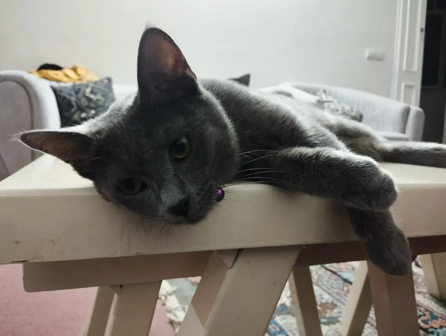 ماده راشن بلو|گربه|اصفهان, نصرآباد|دیوار