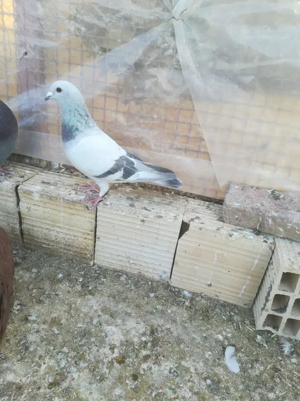 سبز شامی|پرنده|بم, |دیوار