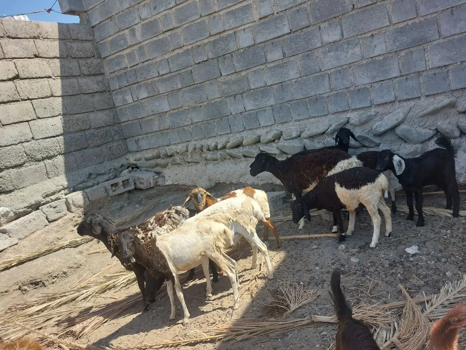 ۵ عدد قوچ با سه عدد بره ماده آبستن همه فروشی|حیوانات مزرعه|بندرعباس, |دیوار