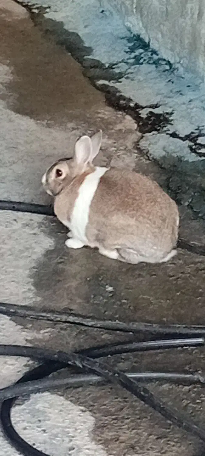 خرگوش|موش و خرگوش|ملکشاهی, |دیوار