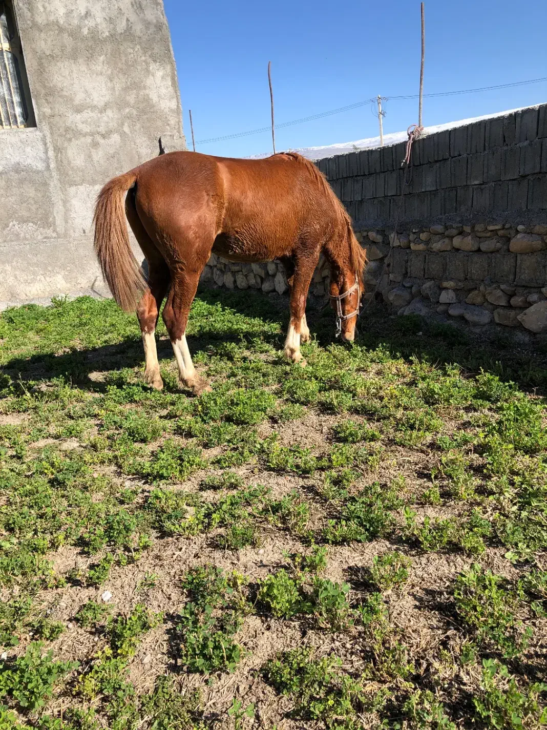 کره نریان ۵نشان|اسب و تجهیزات اسب‌سواری|دهدشت, |دیوار