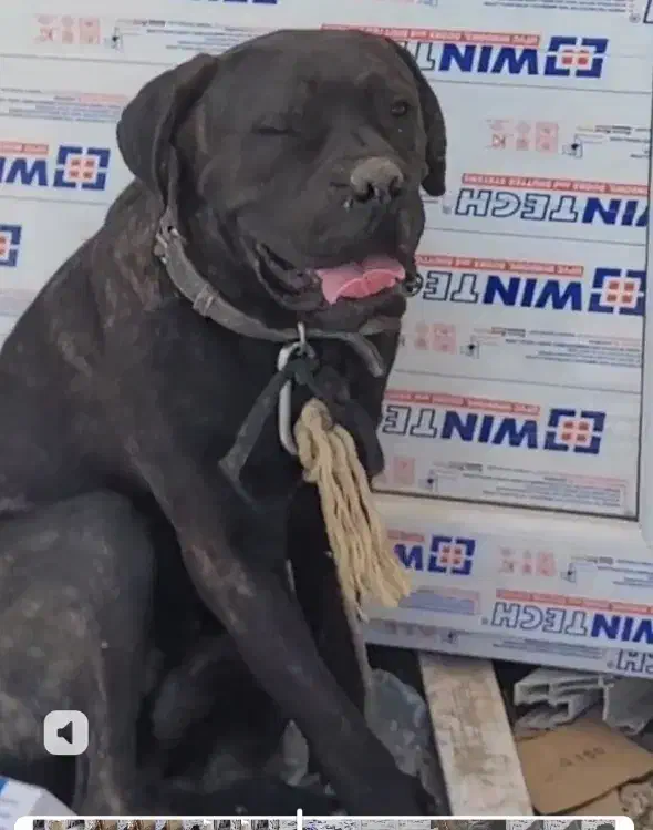 سگ کن کورسو|سگ|باغستان, |دیوار