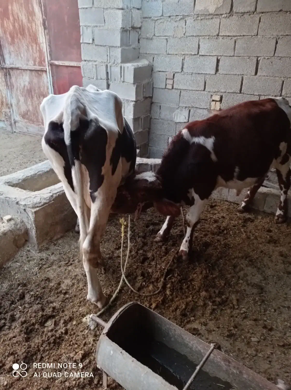 سلام فروش گاو درجه یک|حیوانات مزرعه|بهبهان, |دیوار