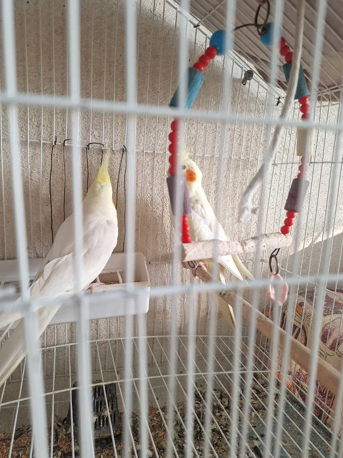 عروس هلندی مولد|پرنده|تبریز, |دیوار