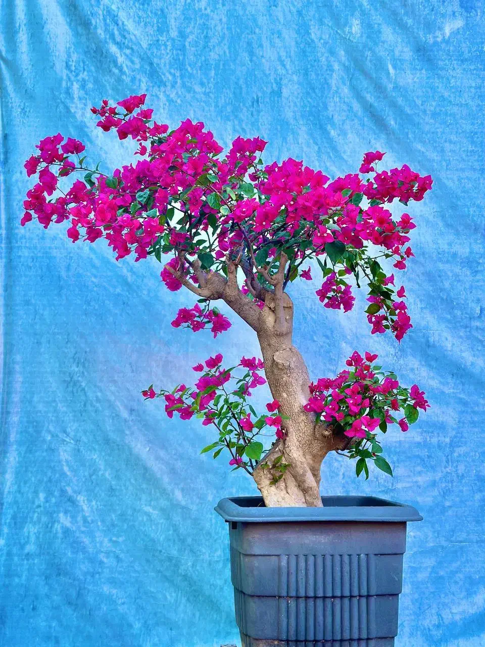 بونسای گل کاغذی و گلدان بونسای|گل و گیاه طبیعی|کرمان, |دیوار