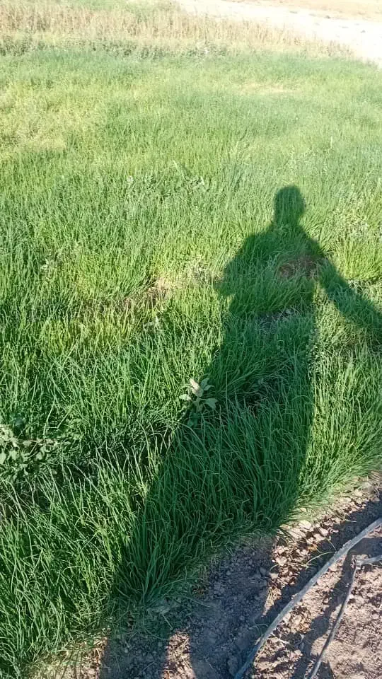 پیازمینروا|گل و گیاه طبیعی|کهنوج, |دیوار