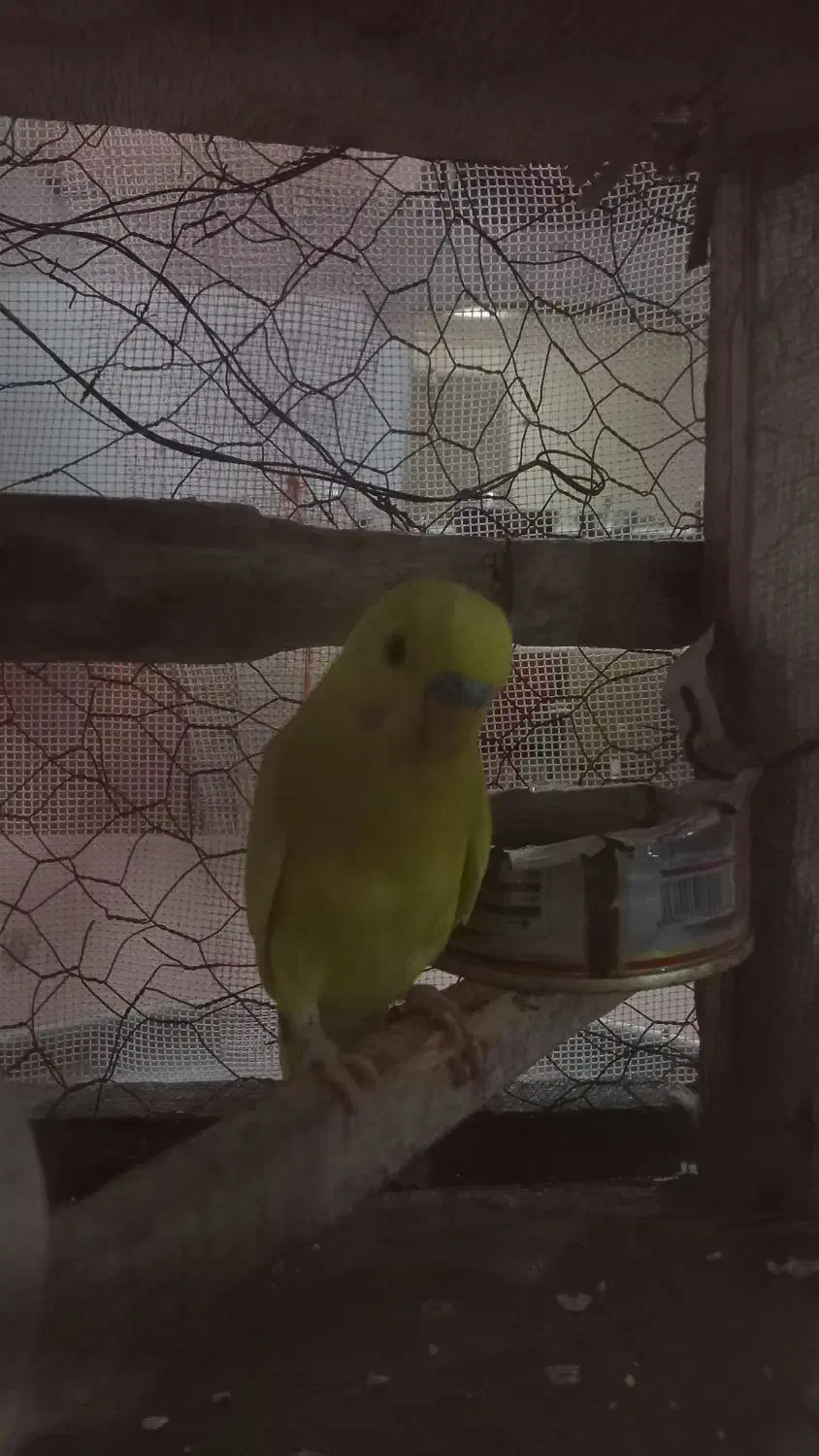 مرغ عشق سخن گوه نر1عدد|پرنده|رودشت (چهارمحال و بختیاری), |دیوار