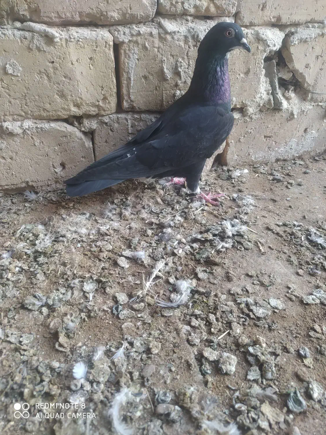 4 عدد کبوتر گرفتنی نر|پرنده|قزوین, |دیوار