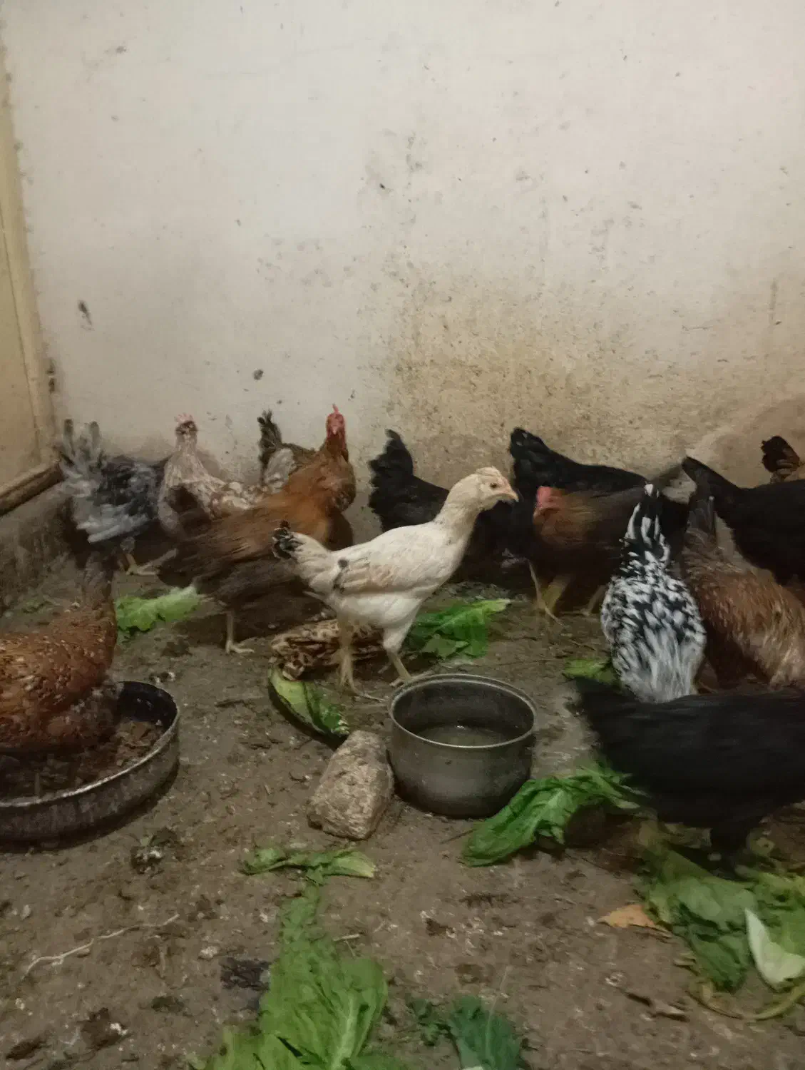 تخم مرغ نطفه دار|حیوانات مزرعه|شیراز, میانرود|دیوار