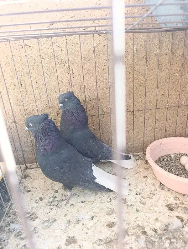 نرومادهسیاهدمسفید|پرنده|خمینیشهر, |دیوار