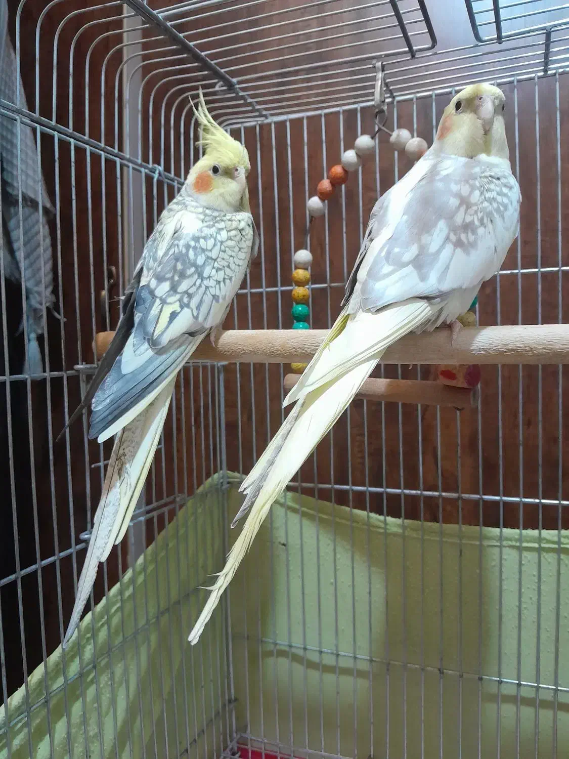 عروس نر|پرنده|نسیم‌شهر, |دیوار