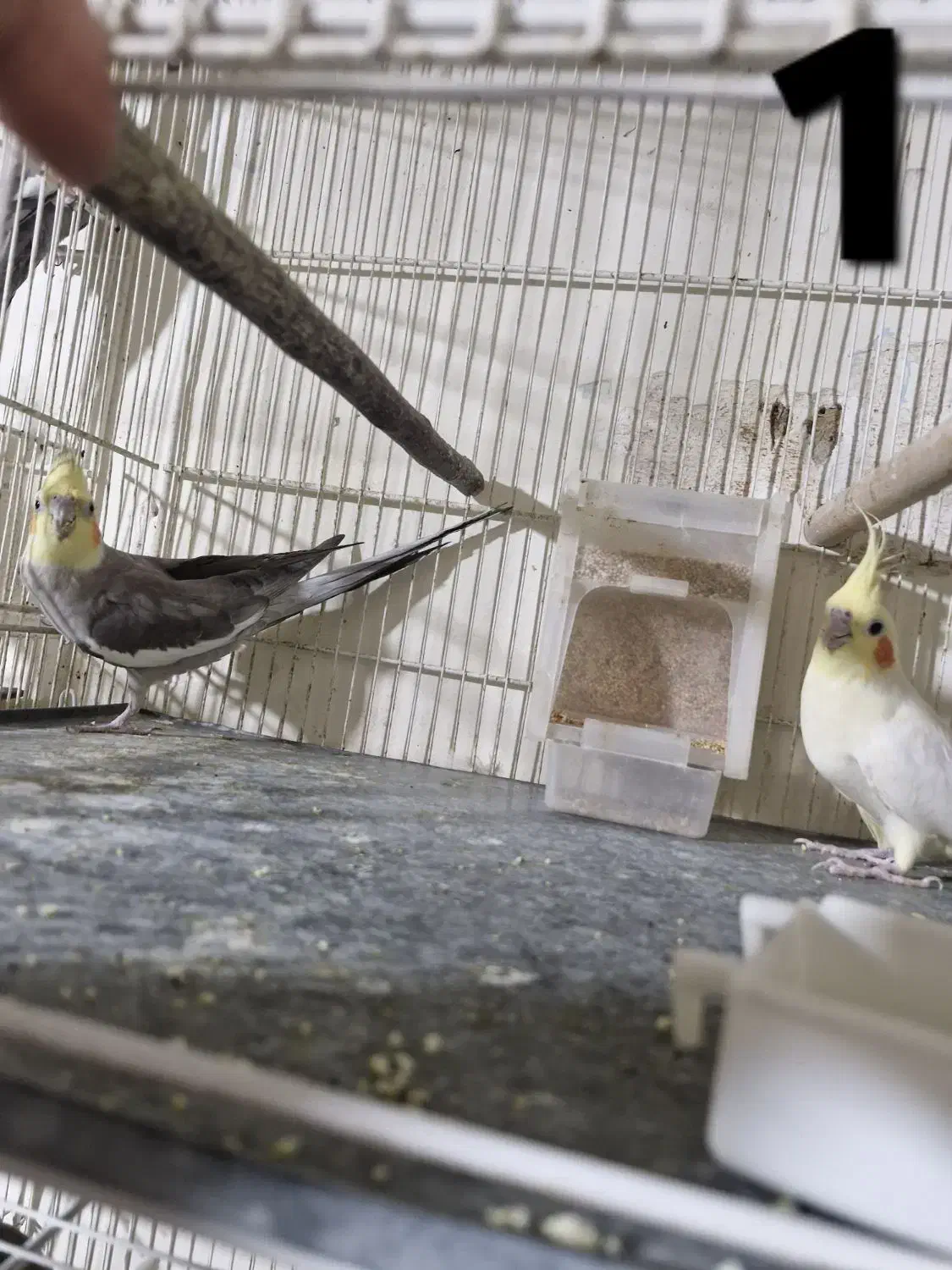 عروس هلندی|پرنده|شیروان (خراسان), |دیوار