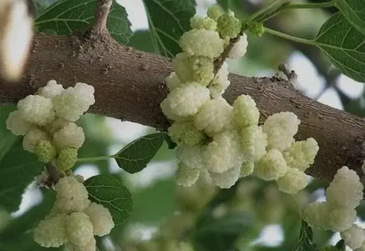 نهال توت هرات|خدمات باغبانی و درختکاری|تاکستان, |دیوار